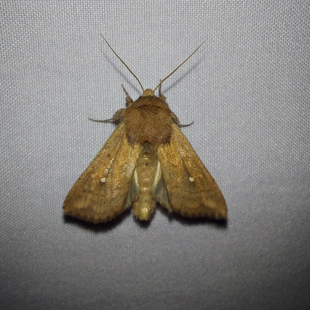 Mythimna albipuncta - fehérpettyes rétibagoly