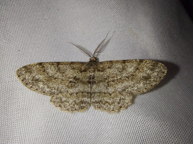 Hypomecis punctinalis - pettyes faaraszoló