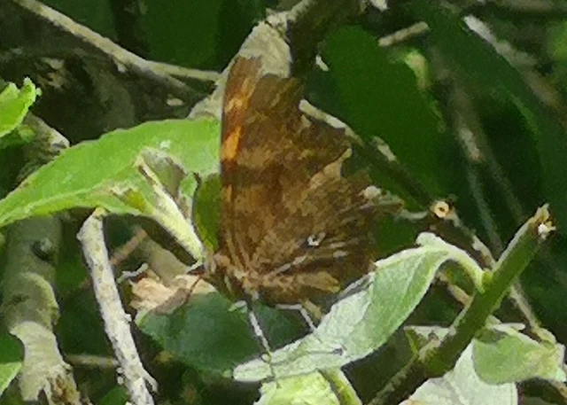 Nymphalis c-album - C-betűs lepke