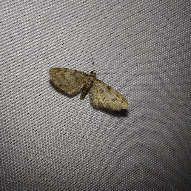 Eupithecia dodoneata - tölgy-törpearaszoló