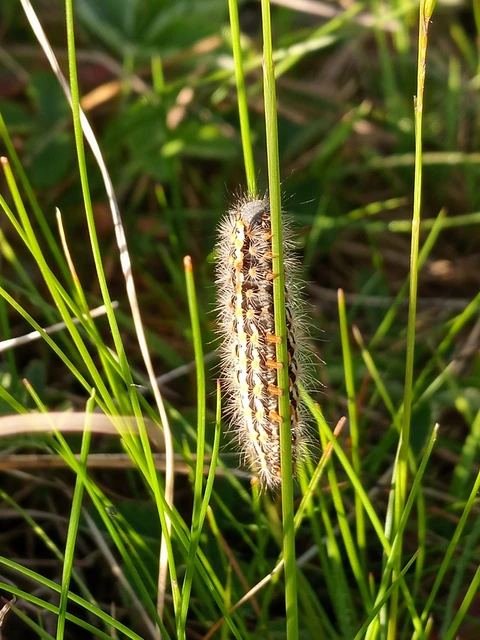 Pentophera morio - réti gyapjaslepke
