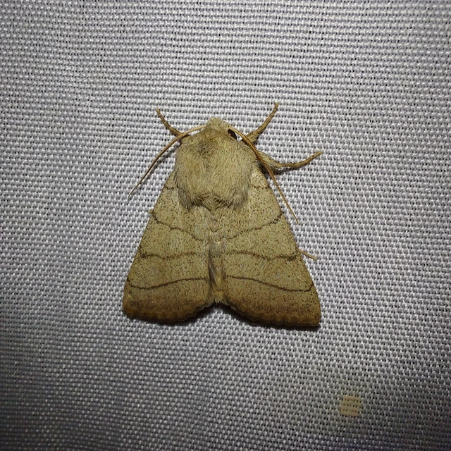 Charanyca trigrammica - háromsávos lombbagoly