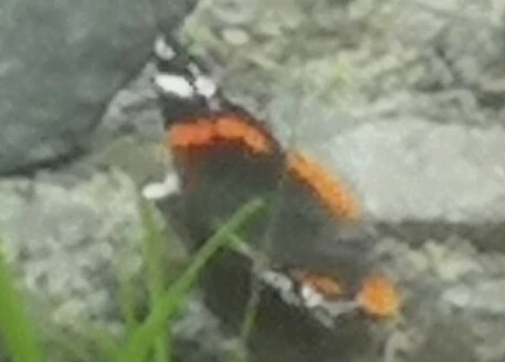 Vanessa atalanta - atalantalepke