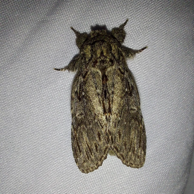 Peridea anceps - füstös púposszövő