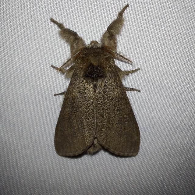Calliteara pudibunda - hamvasszövő