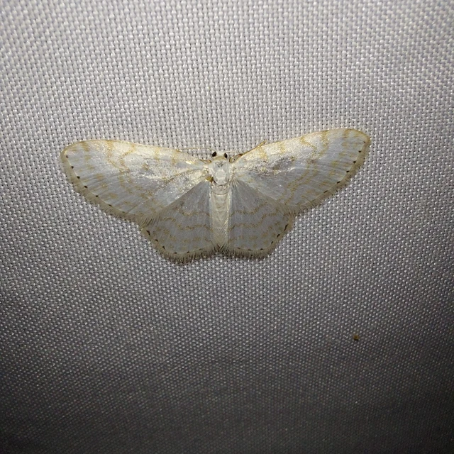 Asthena albulata - gyertyán-fehéraraszoló