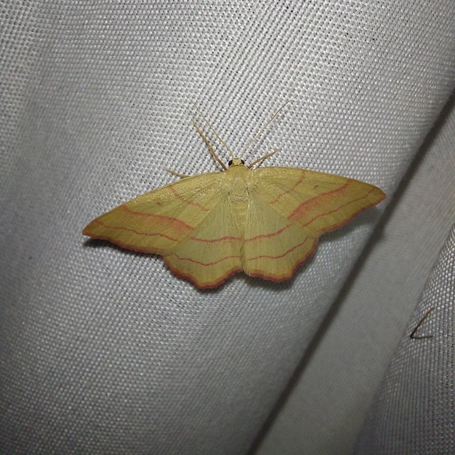 Rhodostrophia vibicaria - pirosszélű araszoló