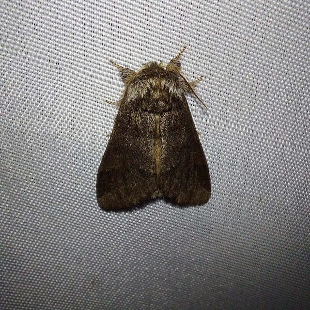 Drymonia dodonea - bélyeges púposszövő