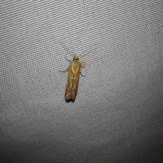 Ancylosis cinnamomella - fahéjszínű karcsúmoly