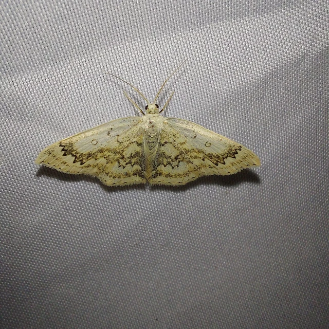 Cyclophora annularia - gyűrűs pettyesaraszoló