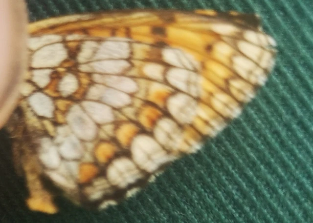 Melitaea athalia - közönséges tarkalepke