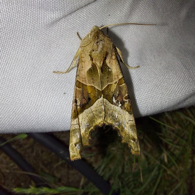 Phlogophora meticulosa - vándorló csipkésbagoly