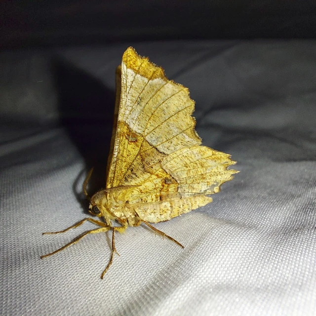 Selenia lunularia - egyfoltos holdasaraszoló
