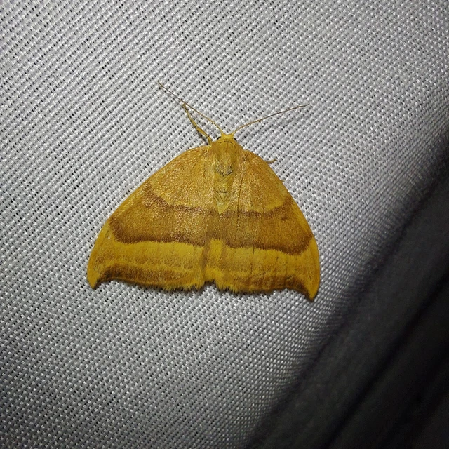 Watsonalla cultraria - bükkfa-sarlósszövő