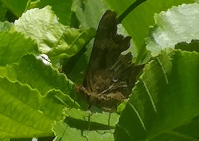 Nymphalis c-album - C-betűs lepke