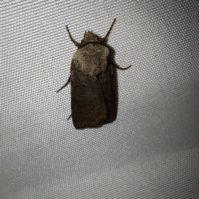 Agrotis cinerea - szürkés földibagoly