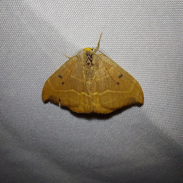 Watsonalla binaria - tölgyfa-sarlósszövő