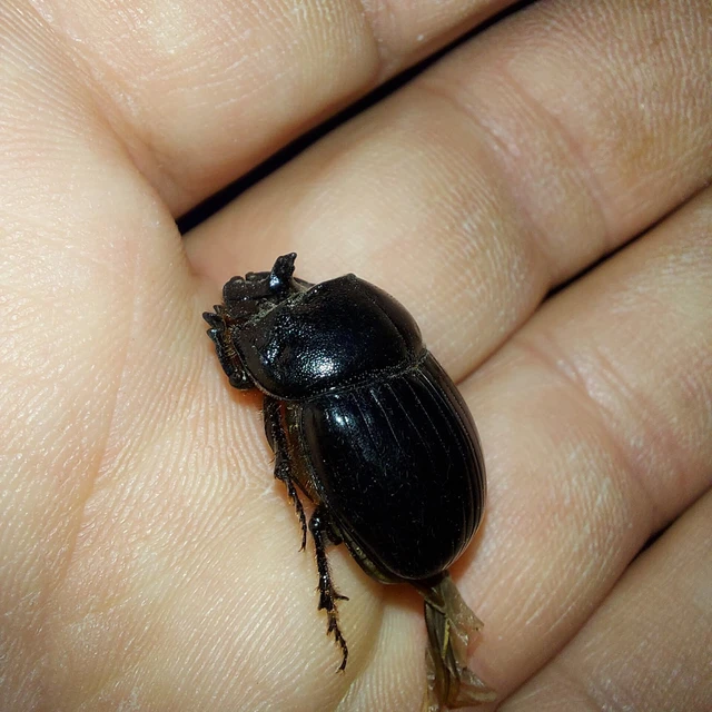 Copris lunaris - közönséges holdszarvú-ganéjtúró