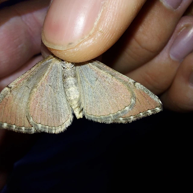 Aplocera plagiata - szürke csíkosaraszoló