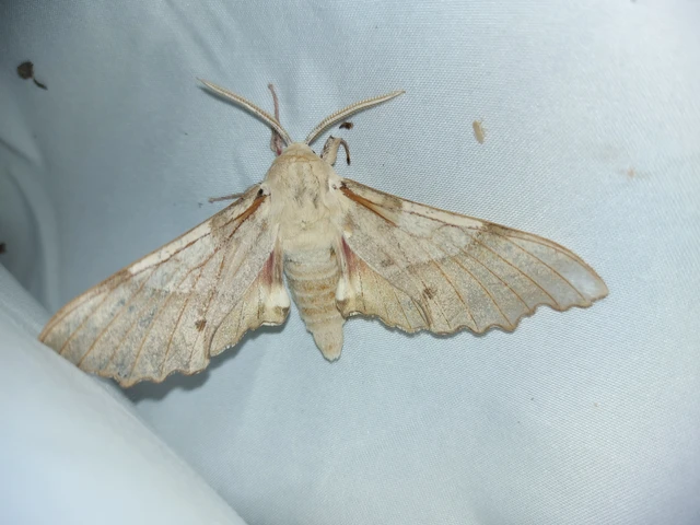 Marumba quercus - tölgyfaszender