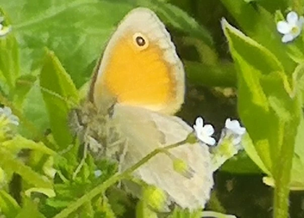 Coenonympha pamphilus - kis szénalepke
