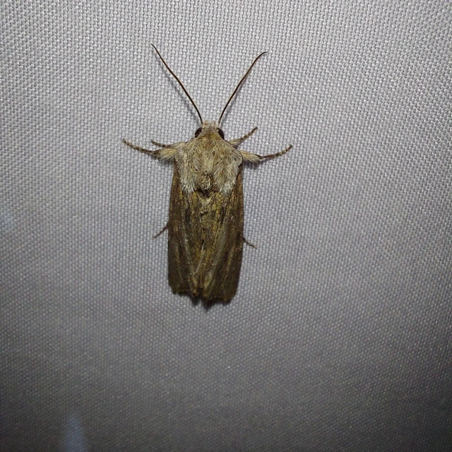 Egira conspicillaris - változékony szürkebagoly