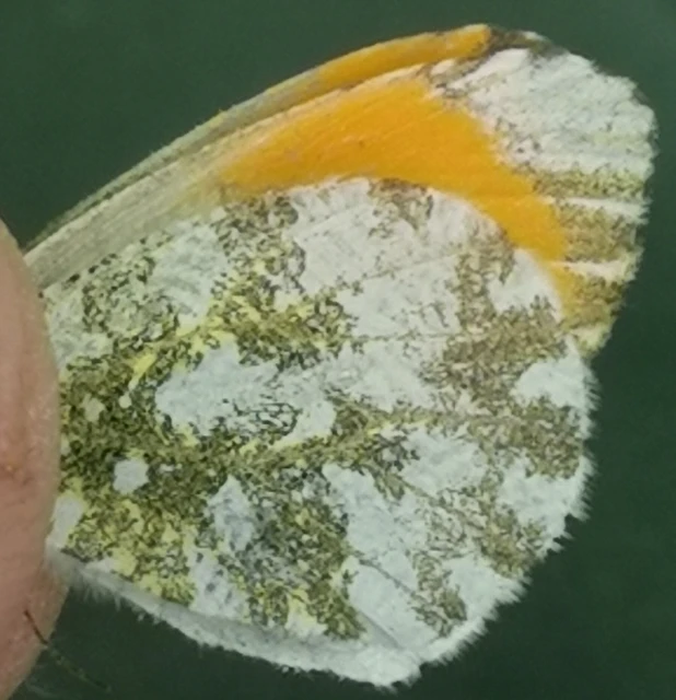 Anthocharis cardamines - hajnalpírlepke
