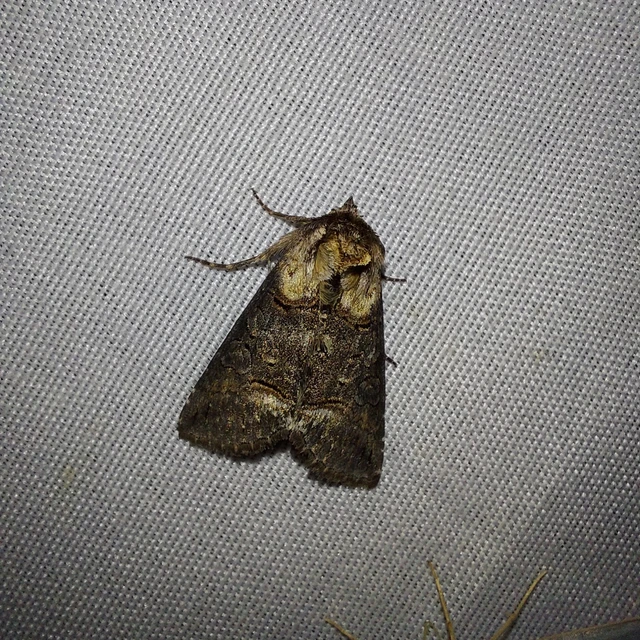 Abrostola agnorista - sziklalakó csalánbagoly