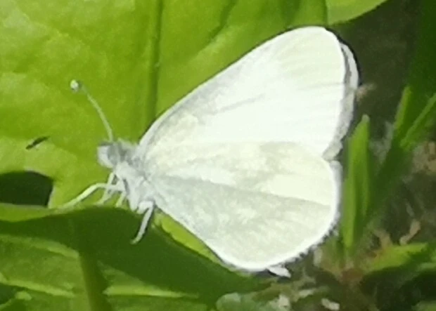 Leptidea sinapis - mustárlepke