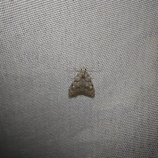 Nola confusalis - apró pamacsosszövő