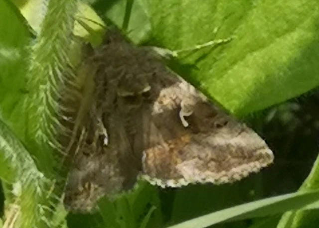 Autographa gamma - gammalepke