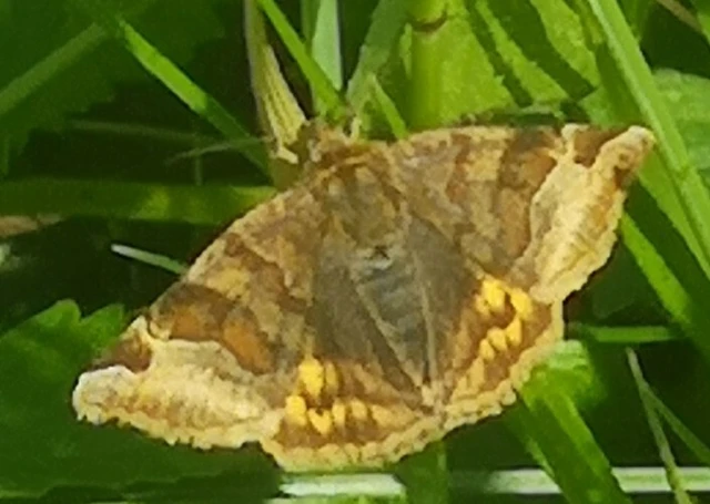 Euclidia glyphica - közönséges nappalibagoly