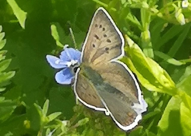 Lycaena tityrus - barna tűzlepke