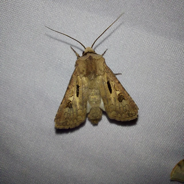 Agrotis exclamationis - felkiáltójeles földibagoly