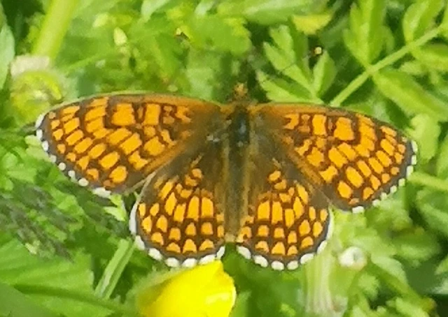 Melitaea athalia - közönséges tarkalepke