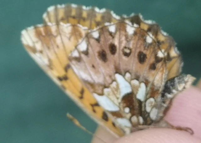 Boloria dia - kis gyöngyházlepke