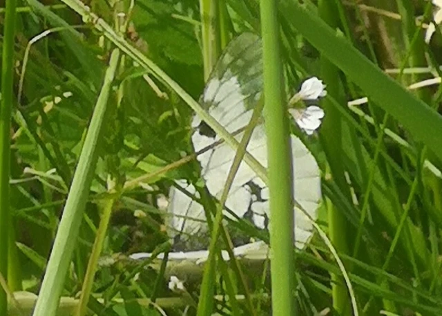 Parnassius mnemosyne - kis apollólepke
