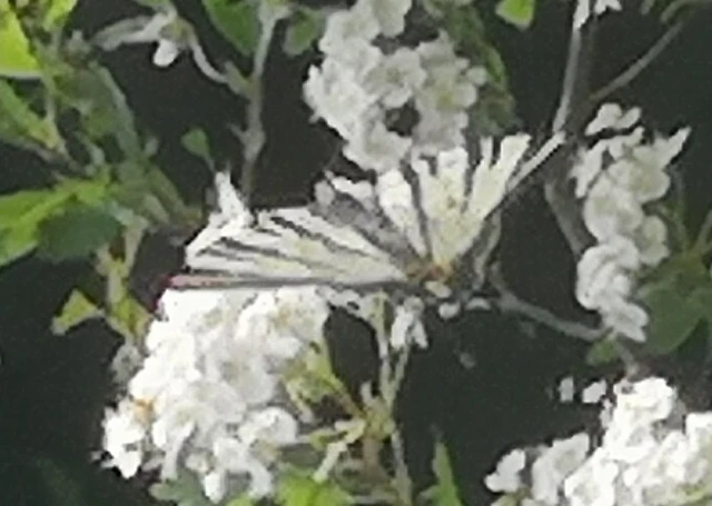 Iphiclides podalirius - kardoslepke