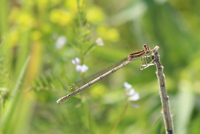 Platycnemis pennipes - széleslábú szitakötő