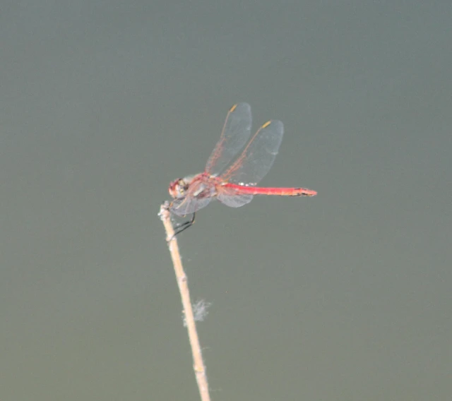 Sympetrum fonscolombii - vándor katona-szitakötő