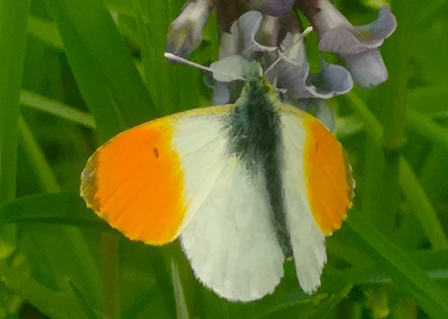 Anthocharis cardamines - hajnalpírlepke