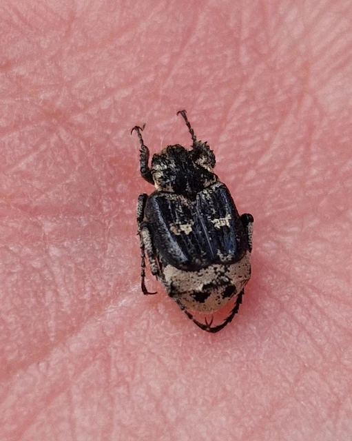 Valgus hemipterus - suta virágbogár