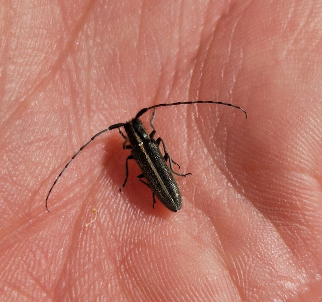 Agapanthia cardui - sávos bogáncscincér