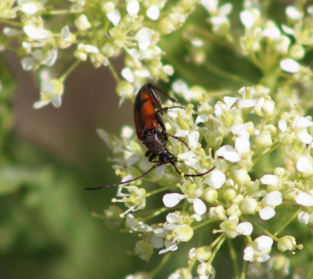 Stenurella bifasciata - kétöves karcsúcincér
