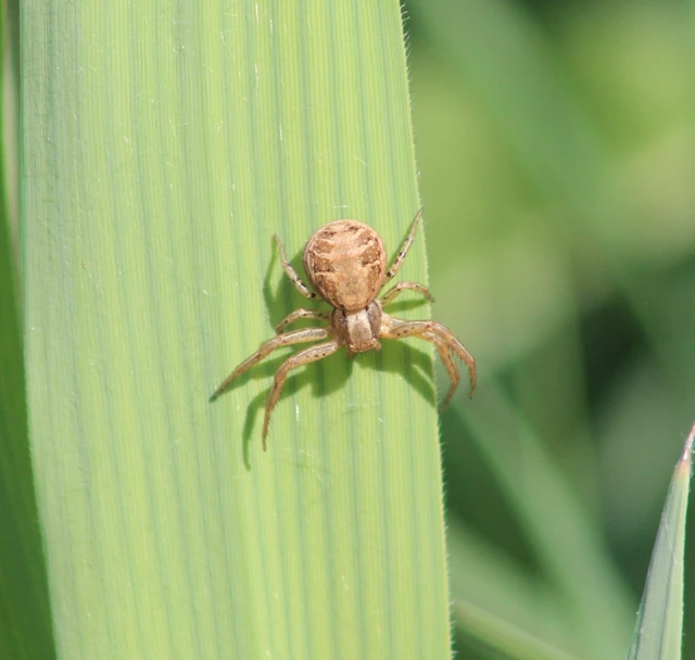 Xysticus