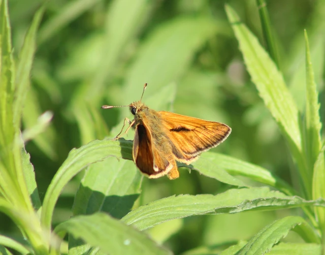 Ochlodes sylvanus - erdei busalepke