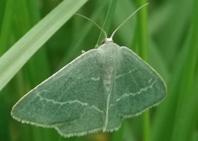 Chlorissa viridata - üdezöld araszoló
