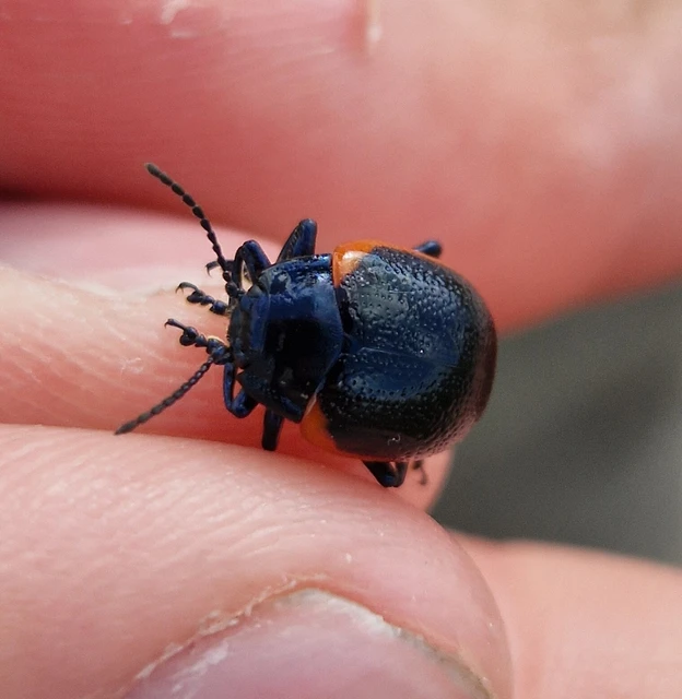 Chrysolina
