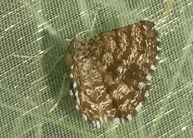 Ematurga atomaria - barna rétiaraszoló