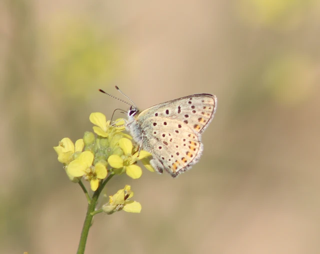 Lycaena tityrus - barna tűzlepke